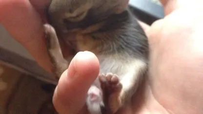 Bring on the Bunnies - because cats have ruled the internet long enough