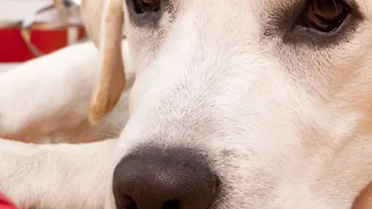 The holidays for my dog are a time of: