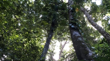 The Jungles of Costa Rica Did Meh In!