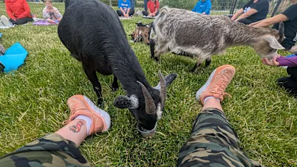 Goats!!