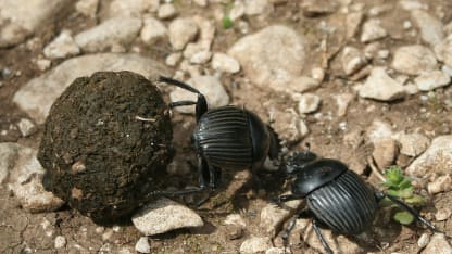The dung beetle trait you'd most like to have is: