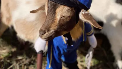 Halloween goat (October 2023 goat nominations)