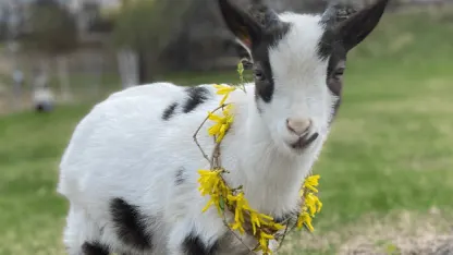 You Goat Yourself Into This (March 2022 Scapegoat Blame Thread)