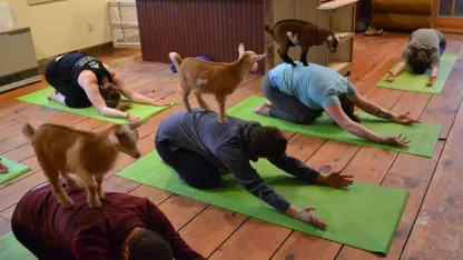 Goat Yoga