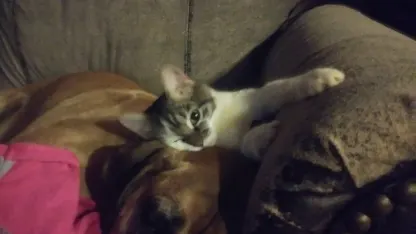 Life as December Goat: Day 8