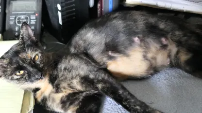 Kittens...a pool has been started