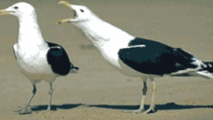 "My passions in life are Gel, Dental Floss, and Bird Vocalization": See what weird things Facebook thinks you're into