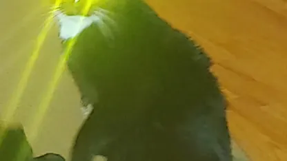 The warriors of clan Unksol