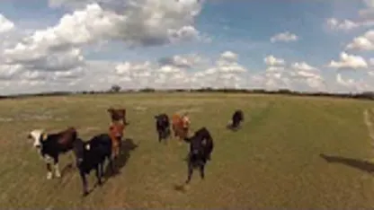 Crashed my Phantom 3 chasing a cow.