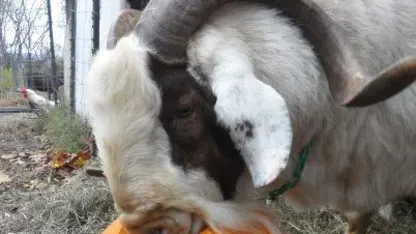 A Pumpkin Spice Goat?