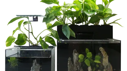 EcoQube Desktop Ecosystem: 2 or 3 Gallon Aquariums with Planter and LED Lights