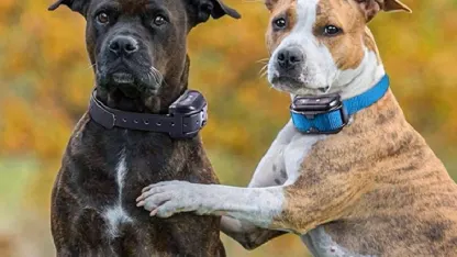 Shock collars: good or bad? (Support your answer in the comments.)