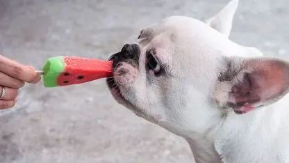 My pet's favorite treat is: