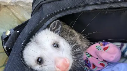 Remember the opossums?