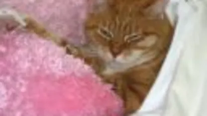 Well I'm off to buy a cgeapshit tv. Because I need backgroud noise