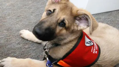 BEWARE- SERIOUS DOG TOY SAFETY PROBLEM IN RECENT MEH OFFER!!!