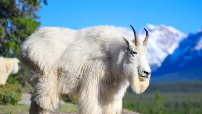 Best looking Goat.....