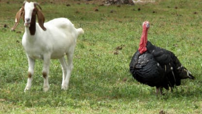 Here we goat again! (November 2021 Scapegoat Blame Thread)