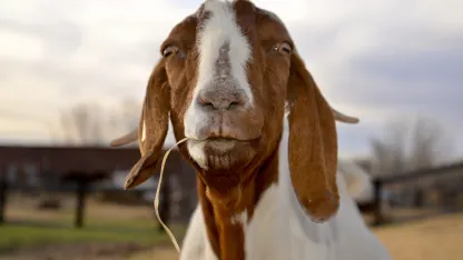 April 11th - "Of bullies and goats"