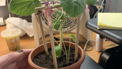 Does anyone know what kind of plant this is?