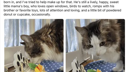 Some years ago some of you saved the life of a friend's cat. He has just turned 13.