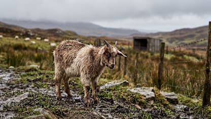 Aww, goats! (August 2026 Scapegoat Blame Thread)