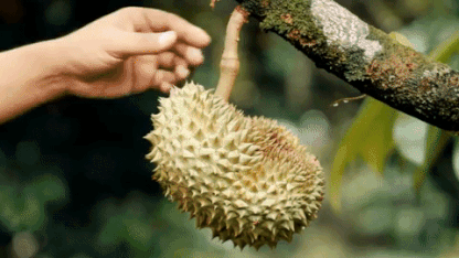 Bonus Fruit Tree of the Day: Durian