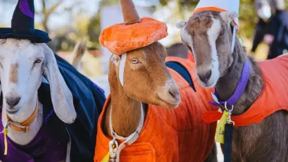 Halloween Goat (October 2021 goat nominations)