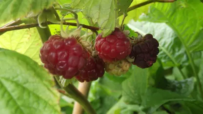 The end of this speaker dock infestation leaves you feeling: