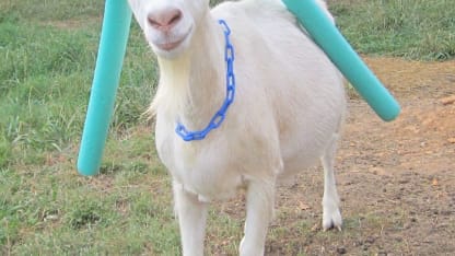 Who you gunna call? GOATS BUTTER. (March 2020 Scapegoat blame thread.)