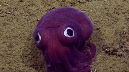 Barney has a new love