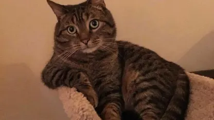 what's your opinion on cats?