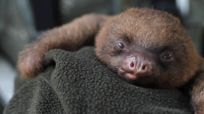 Fuku: The Crushing Guilt