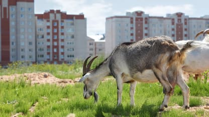 Let's get our goat some goats