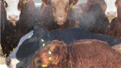 Solstice is coming (June 2019 goat nominations)