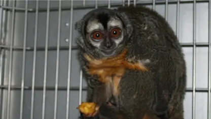 What are your favorite non-human primates?