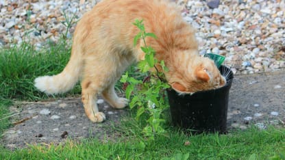 Catnip repels mosquitoes!