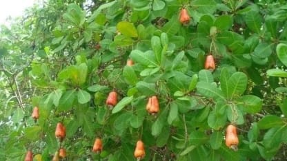 Fruit Tree of the Day: Cashew