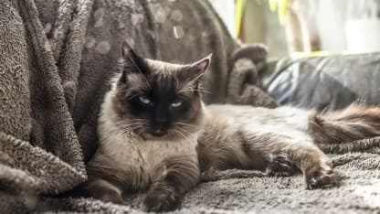 Why I would never own a cat.