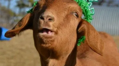 New year, new start, new goat (January 2022 goat nominations)