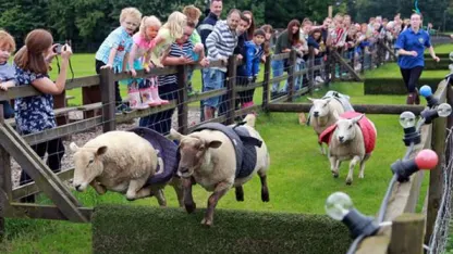 Easter Bunny Goat (April 2018 nominations)