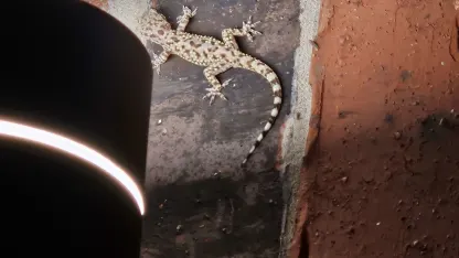 Suburban wildlife enjoying the results of a irk