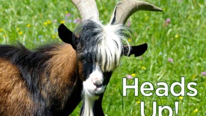 Goats of Meh unite! FREE BILLY!