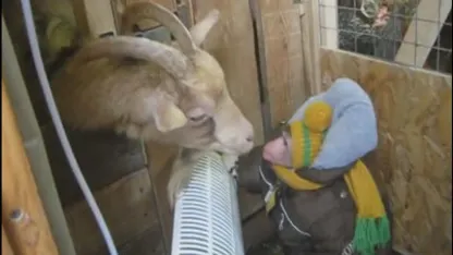 Goat has been paused