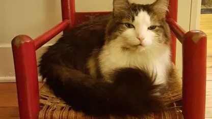 Friend's cat needs help beyond what I can, and have, done