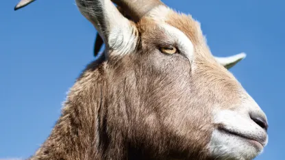 Seasons bleatings! December 2017 goat nominations.