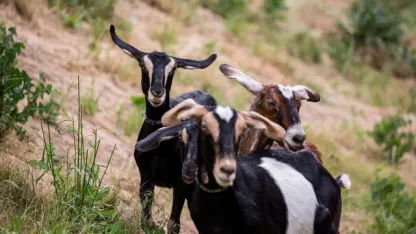 Goats in Brooklyn Bridge Park.