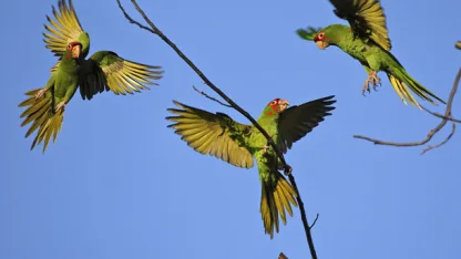 Beach parrots.