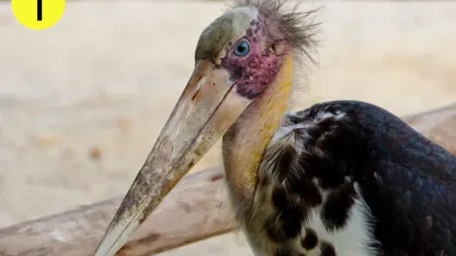 Look Smart Trivia: Ugly Animals