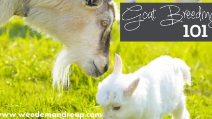 Life as December Goat: Day 3